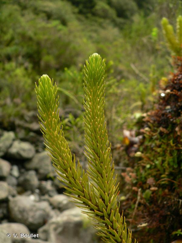 <i>Huperzia dentata</i> (Herter) Holub, 1985 &copy; V. Boullet