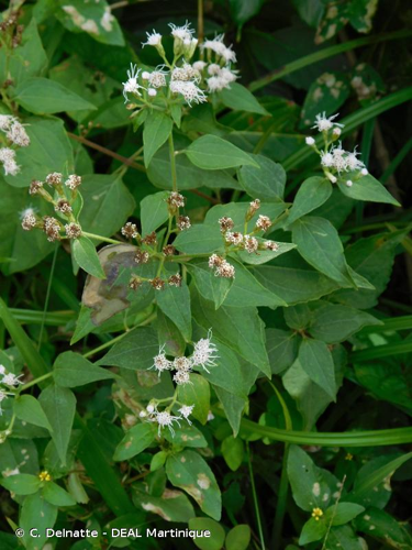 <i>Chromolaena odorata</i> (L.) R.M.King & H.Rob., 1970 &copy; C. Delnatte - DEAL Martinique