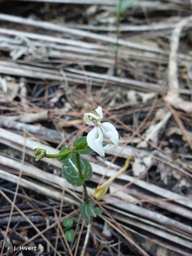 <i>Disperis tripetaloides</i> (Thouars) Lindl., 1839 &copy; J. Hivert