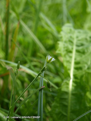 <i>Cerastium fontanum </i>subsp.<i> vulgare</i> (Hartm.) Greuter & Burdet, 1982 &copy; M. Leblanc MNHN/CBNBP