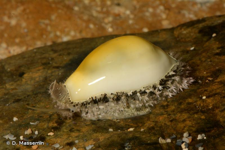 <i>Monetaria moneta</i> (Linnaeus, 1758) &copy; D. Massemin