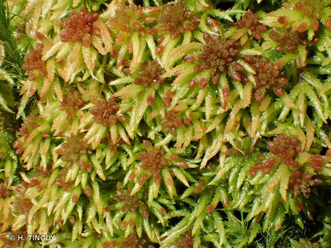<i>Sphagnum palustre</i> L., 1753 &copy; H. TINGUY