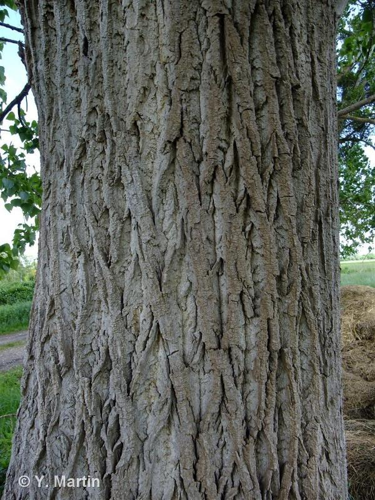 <i>Populus nigra</i> L., 1753 &copy; null