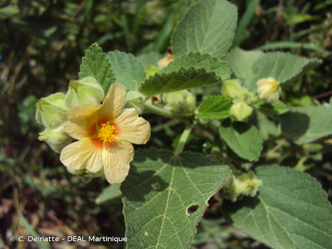 <i>Sida cordifolia</i> L., 1753 &copy; C. Delnatte - DEAL Martinique