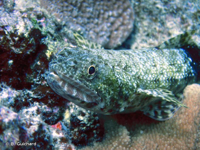 <i>Synodus variegatus</i> (Lacepède, 1803) &copy; B. Guichard