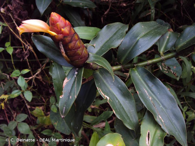 <i>Costus scaber</i> Ruiz & Pav., 1798 &copy; C. Delnatte - DEAL Martinique