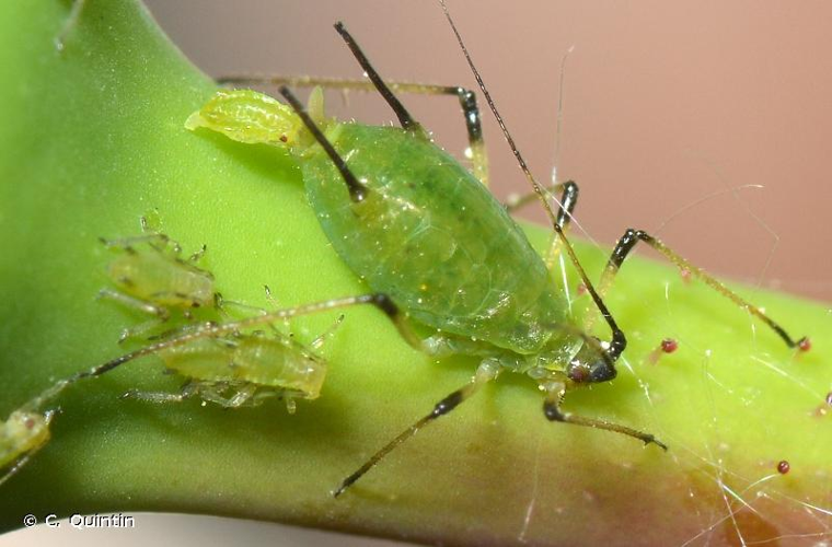 <i>Macrosiphum rosae</i> (Linnaeus, 1758) &copy; C. Quintin