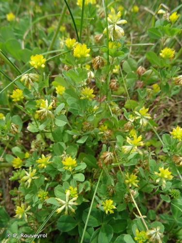 <i>Trifolium dubium</i> Sibth., 1794 &copy; P. Rouveyrol