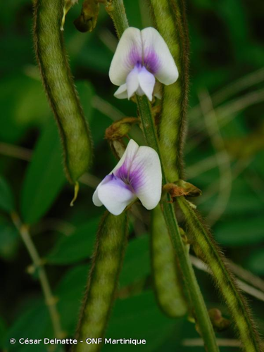 <i>Tephrosia noctiflora</i> Bojer ex Baker, 1871 &copy; César Delnatte - ONF Martinique