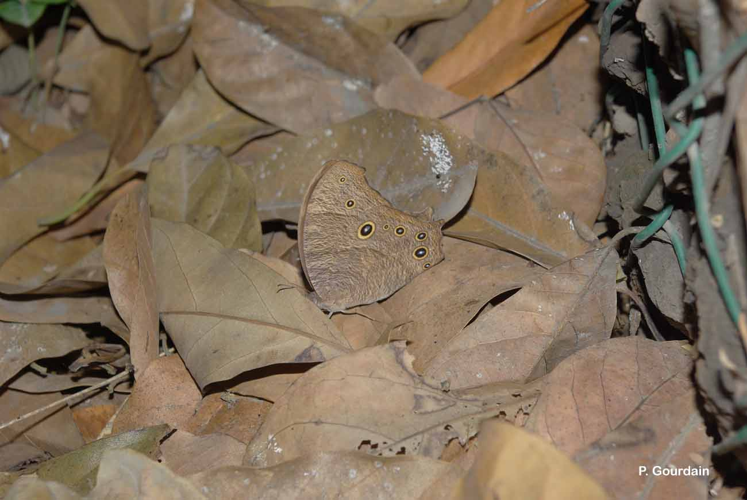 <i>Melanitis leda helena</i> (Linnaeus, 1758) &copy; P. Gourdain