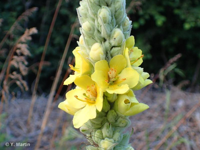 <i>Verbascum thapsus </i>L., 1753 subsp.<i> thapsus</i> &copy; null