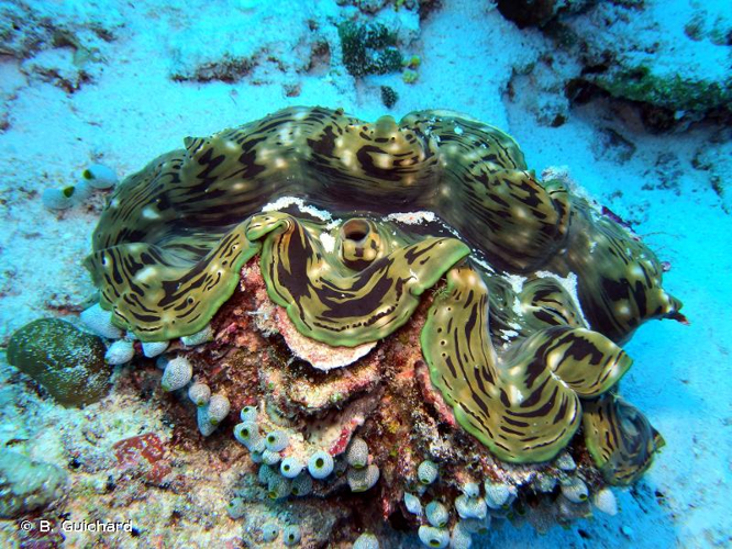 <i>Tridacna squamosa</i> Lamarck, 1819 &copy; B. Guichard