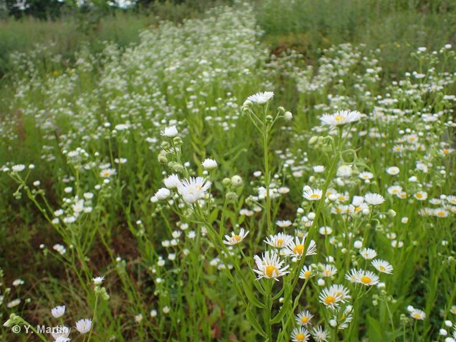 <i>Erigeron annuus</i> (L.) Desf., 1804 &copy; null