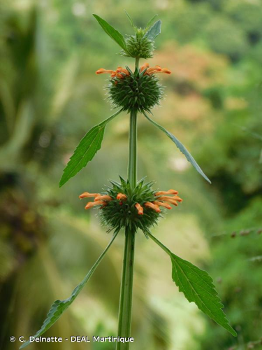 <i>Leonotis nepetifolia</i> (L.) R.Br., 1811 &copy; C. Delnatte - DEAL Martinique