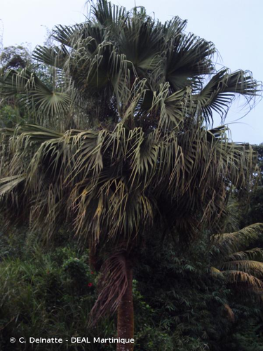 <i>Livistona chinensis</i> (Jacq.) R.Br. ex Mart., 1838 &copy; C. Delnatte - DEAL Martinique
