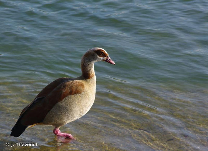 <i>Alopochen aegyptiacus</i> (Linnaeus, 1766) &copy; J. Thevenot