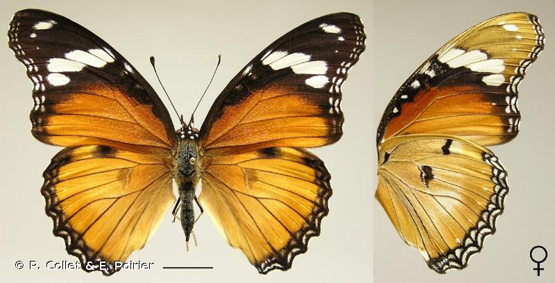 <i>Hypolimnas misippus</i> (Linnaeus, 1764) &copy; P. Collet & E. Poirier