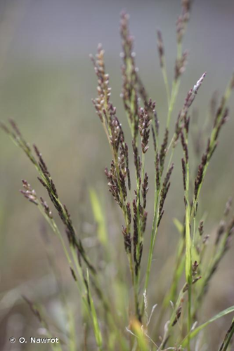 <i>Eragrostis pilosa </i>(L.) P.Beauv., 1812 subsp.<i> pilosa</i> &copy; O. Nawrot