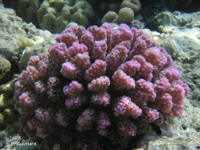 <i>Pocillopora verrucosa</i> (Ellis & Solander, 1786) &copy; B. Guichard