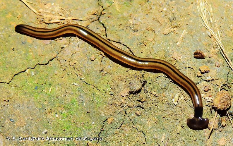 <i>Bipalium vagum</i> Jones & Sterrer, 2005 &copy; S. Sant/Parc Amazonien de Guyane