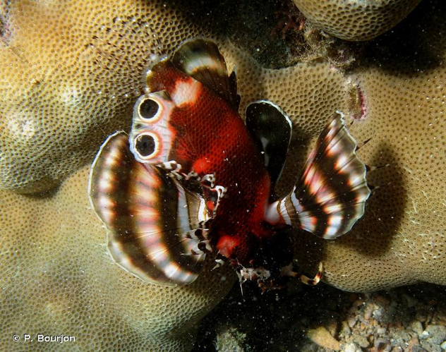 <i>Dendrochirus biocellatus</i> (Fowler, 1938) &copy; P. Bourjon