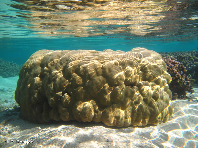 <i>Porites lutea</i> Milne Edwards & Haime, 1851 &copy; P. Bourjon