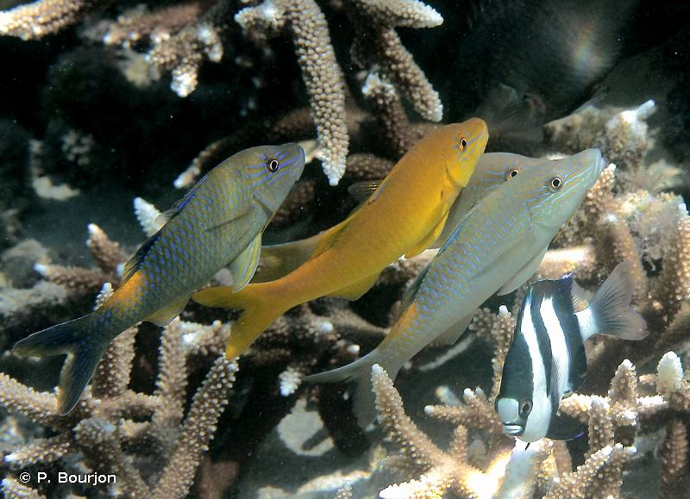 <i>Parupeneus cyclostomus</i> (Lacepède, 1801) &copy; P. Bourjon