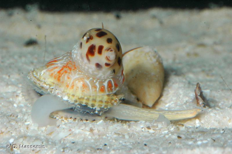 <i>Naticarius onca</i> (Röding, 1798) &copy; D. Massemin