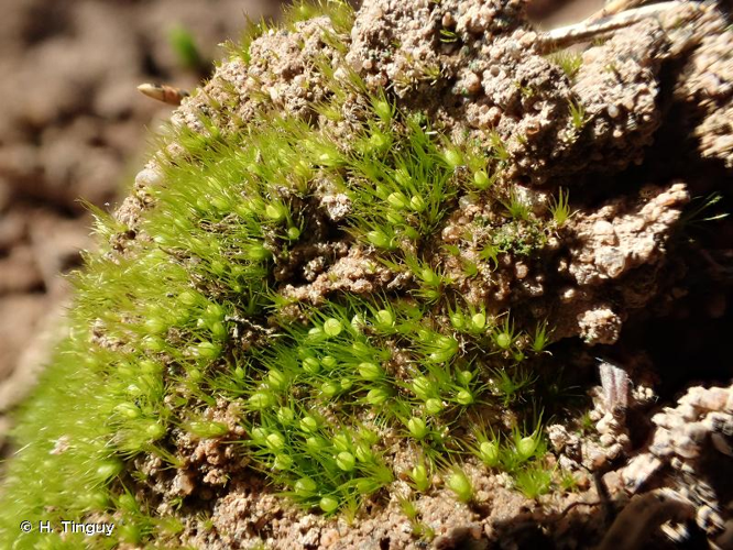 <i>Pleuridium acuminatum</i> Lindb., 1863 &copy; H. Tinguy