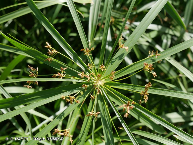 <i>Cyperus alternifolius</i> L., 1767 &copy; G.PAYET - Régie RNNESP