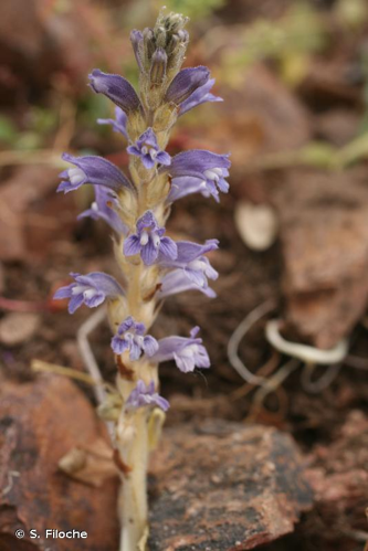 <i>Phelipanche ramosa</i> (L.) Pomel, 1874 &copy; S. Filoche