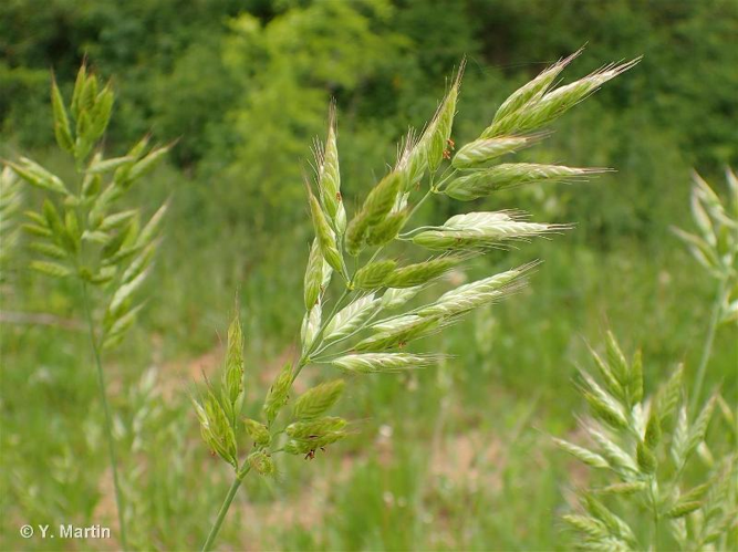 <i>Bromus hordeaceus</i> L., 1753 &copy; null