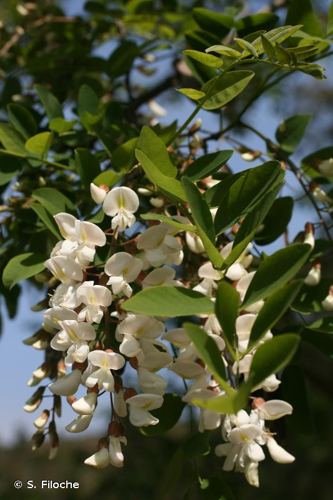 <i>Robinia pseudoacacia</i> L., 1753 &copy; S. Filoche