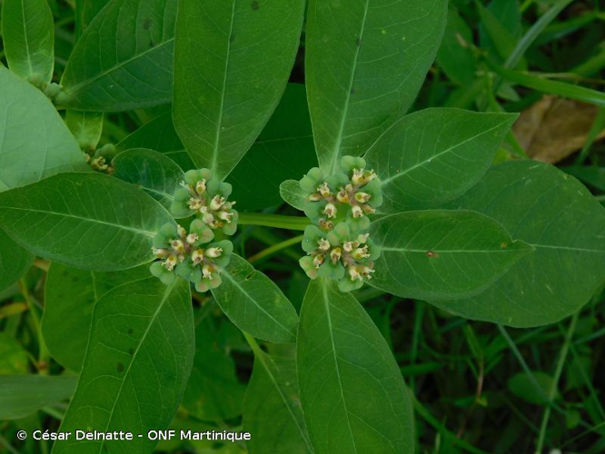 <i>Euphorbia heterophylla</i> L., 1753 &copy; César Delnatte - ONF Martinique