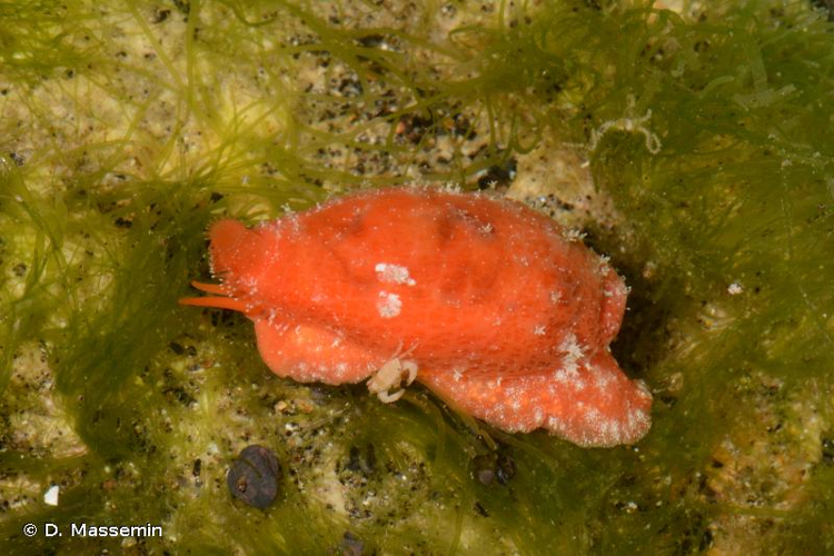 <i>Talostolida teres</i> (Gmelin, 1791) &copy; D. Massemin