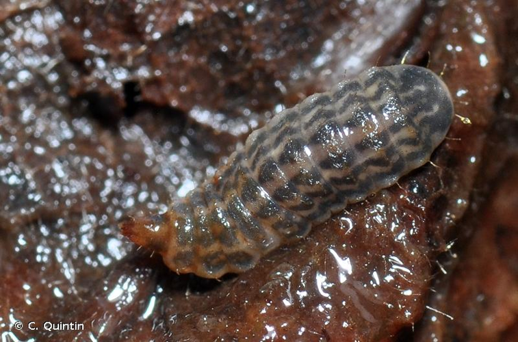 <i>Hermetia illucens</i> (Linnaeus, 1758) &copy; C. Quintin