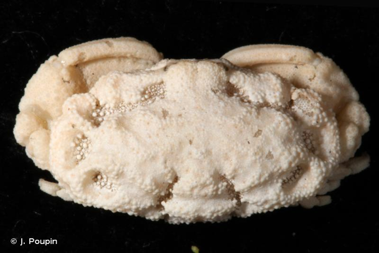 <i>Oreotlos pala</i> C. G. S. Tan & Ng, 1995 &copy; J. Poupin
