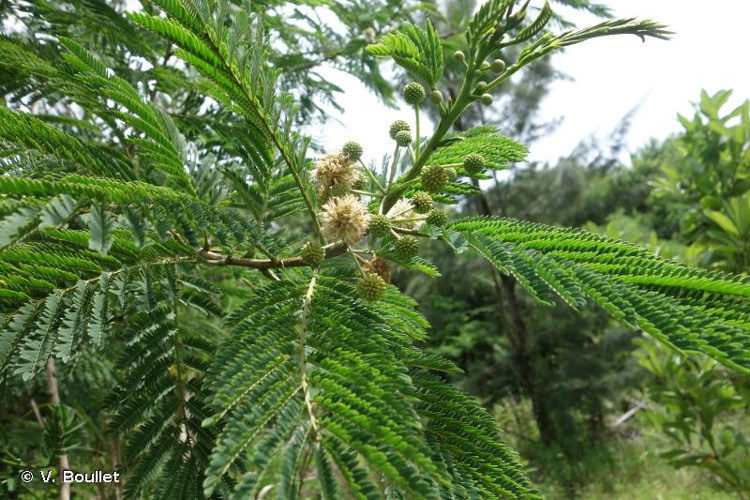 <i>Leucaena diversifolia</i> (Schltdl.) Benth., 1842 &copy; V. Boullet