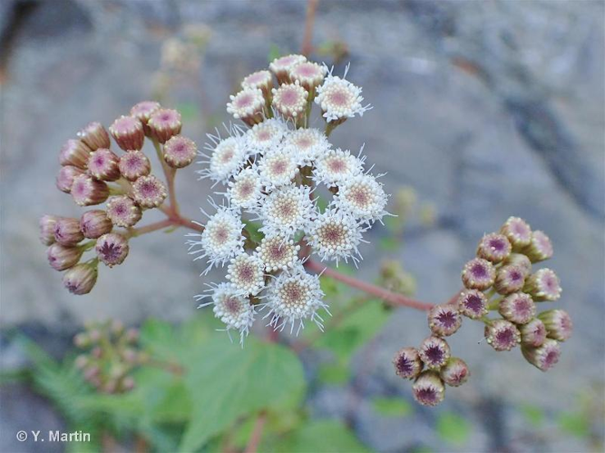 <i>Ageratina adenophora</i> (Spreng.) R.M.King & H.Rob., 1970 &copy; null