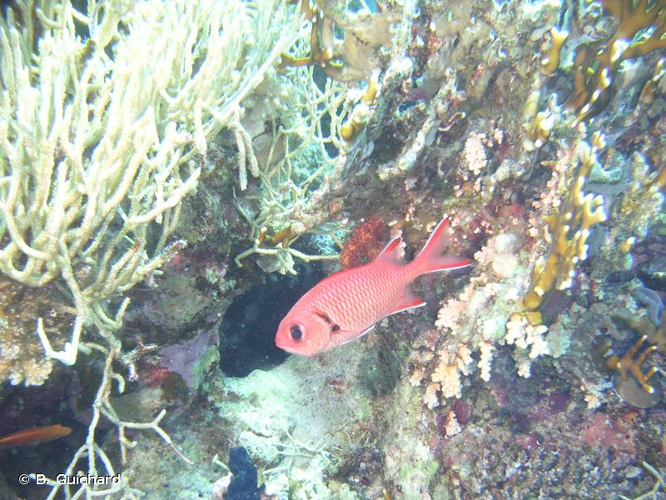 <i>Myripristis berndti</i> Jordan & Evermann, 1903 &copy; B. Guichard
