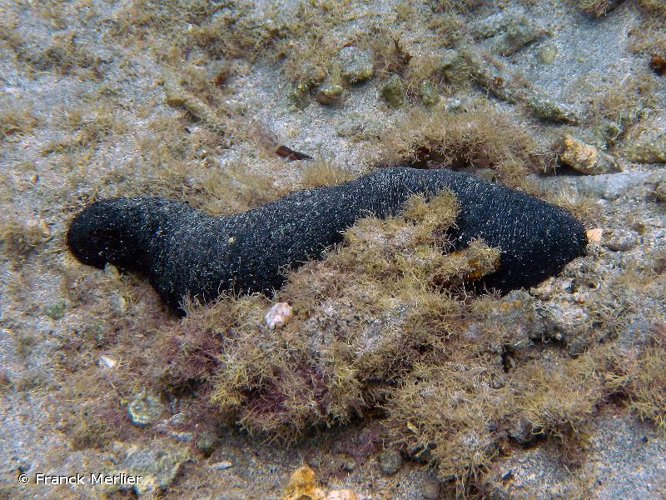 <i>Holothuria </i>(<i>Mertensiothuria</i>)<i> leucospilota</i> (Brandt, 1835) &copy; Franck Merlier