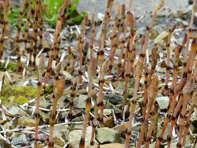 <i>Equisetum arvense</i> L., 1753 &copy; A. Lacoeuilhe