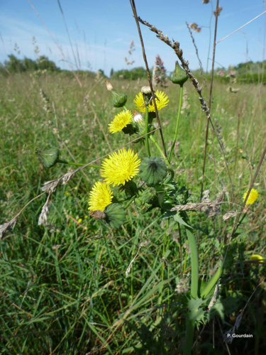 <i>Sonchus asper</i> (L.) Hill, 1769 &copy; P. Gourdain