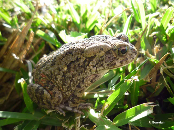 <i>Amietophrynus gutturalis</i> (Power, 1927) &copy; P. Gourdain