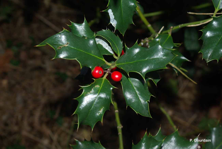 <i>Ilex aquifolium</i> L., 1753 &copy; P. Gourdain
