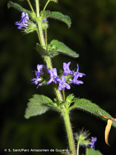 <i>Mesosphaerum suaveolens</i> (L.) Kuntze, 1891 &copy; S. Sant/Parc Amazonien de Guyane