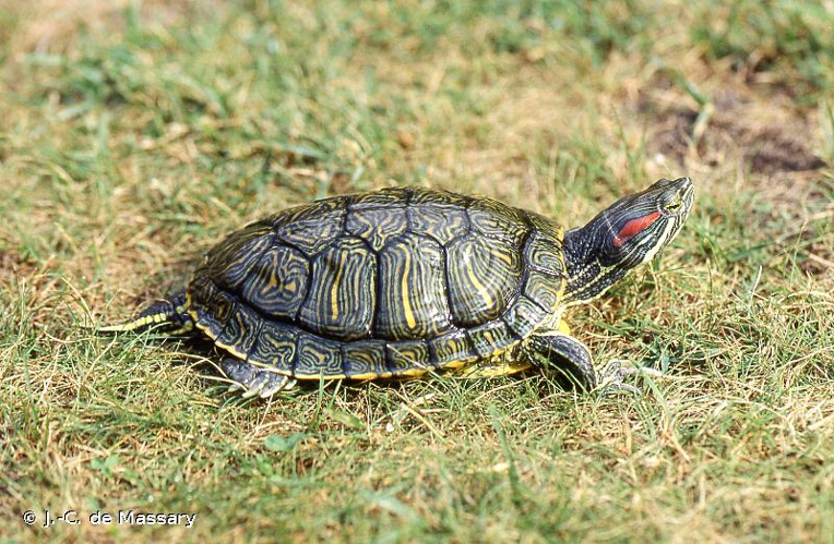 <i>Trachemys scripta elegans</i> (Wied, 1839) &copy; J.-C. de Massary