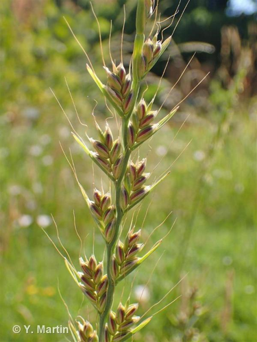 <i>Lolium temulentum</i> L., 1753 &copy; null