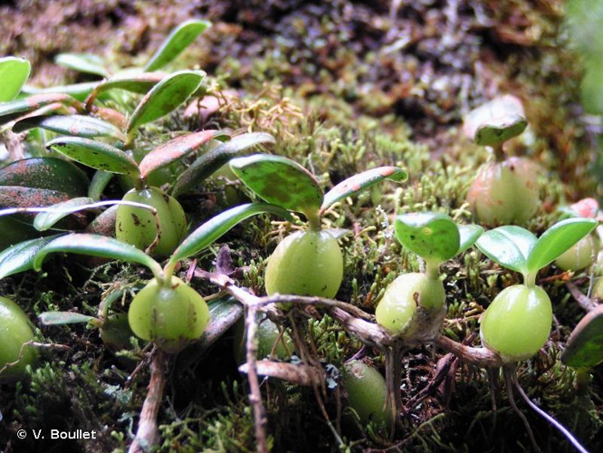 <i>Bulbophyllum nutans</i> (Thouars) Thouars, 1822 &copy; V. Boullet
