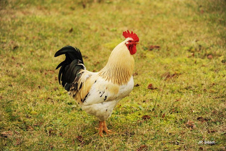 <i>Gallus gallus</i> (Linnaeus, 1758) &copy; J.P. Siblet